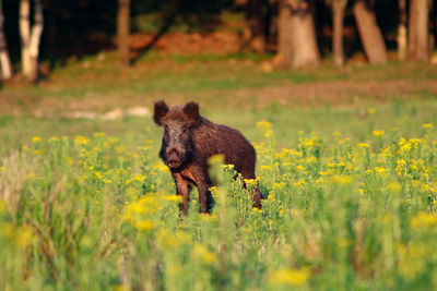 View of an animal on field