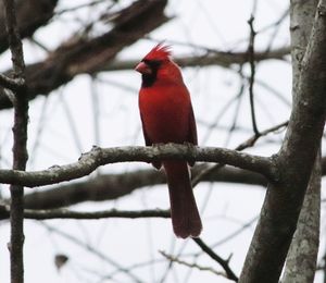 Low angle view of bird perching on branch