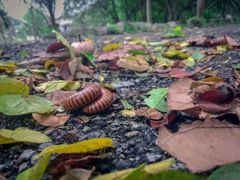 Close-up of autumn leaves on field