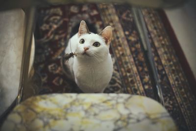 Close-up portrait of a cat