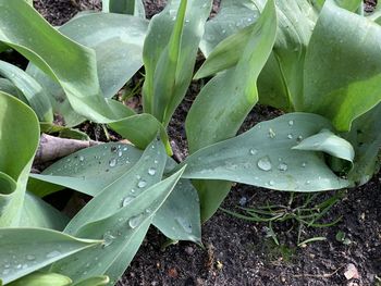 Close-up of raindrops on leaves