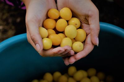 Cropped image of hands holding fruits