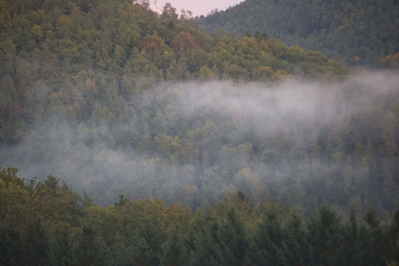 PANORAMIC VIEW OF FOREST