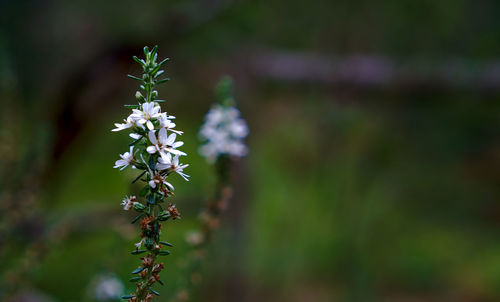 Close-up of purple flowering plant