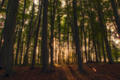 View of trees in the forest