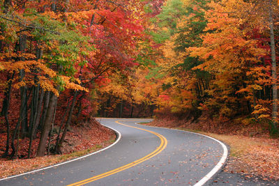 Road passing through autumn trees