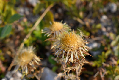 Close-up of wilted dandelion flower