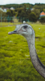 Ostrich or emu on a field