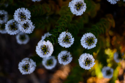 Close-up of white flowering plants