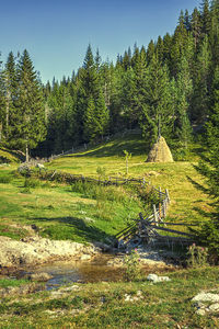 Scenic view of trees in forest against sky