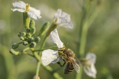 Close-up of insect on flower