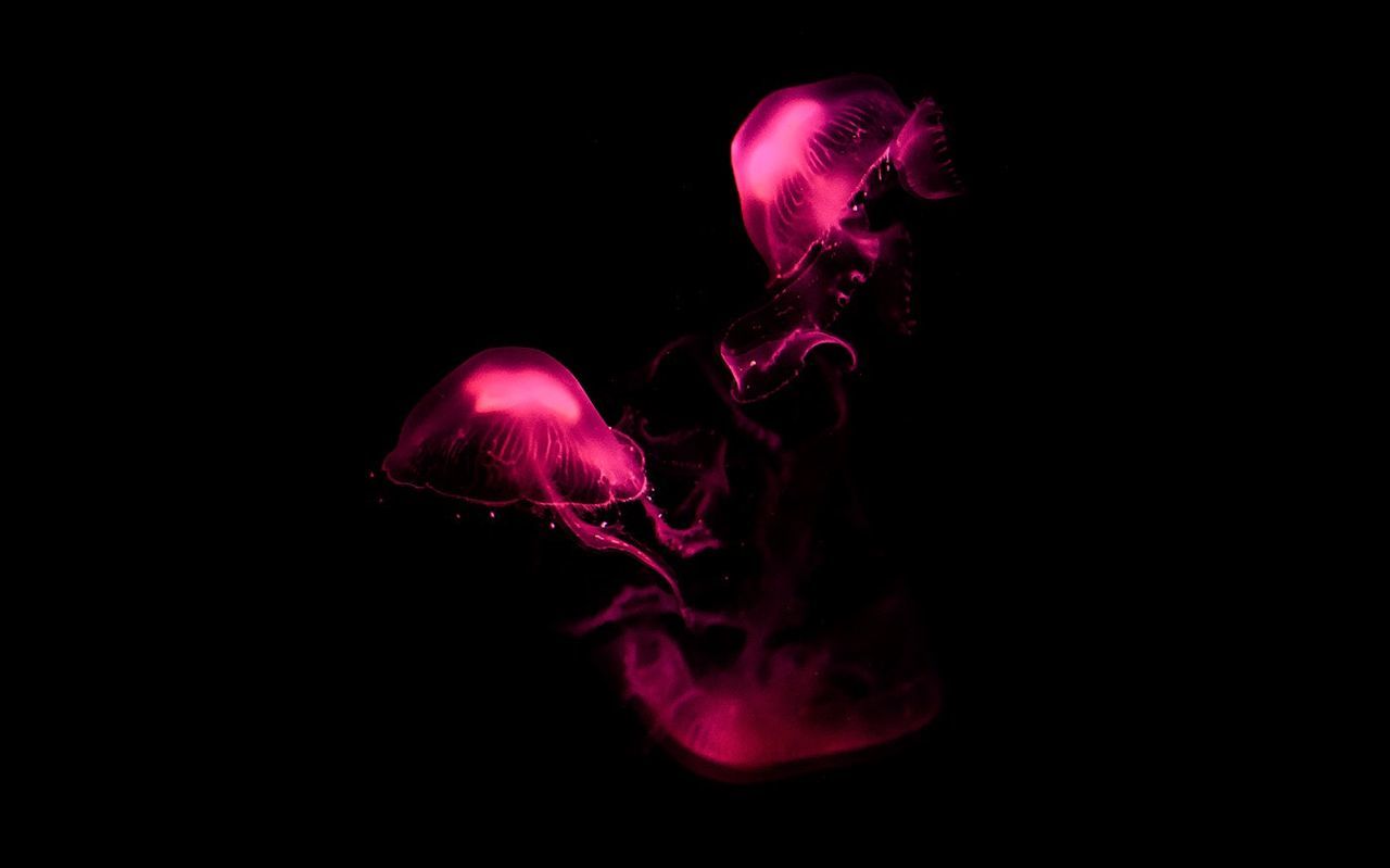 studio shot, black background, copy space, night, glowing, close-up, motion, illuminated, jellyfish, flame, cut out, burning, dark, no people, abstract, long exposure, fire - natural phenomenon, purple, pink color, light - natural phenomenon