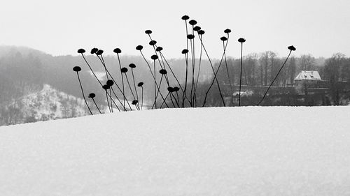 Snow covered landscape