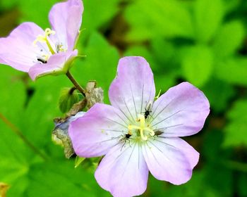 Close-up of pink flowering plant