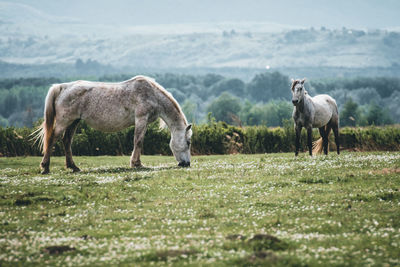 Horses in a field