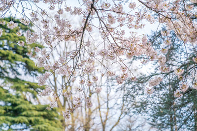 Low angle view of blooming tree