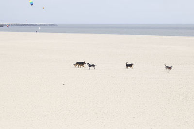 Birds on beach against clear sky