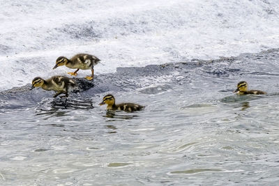 Ducks swimming in lake