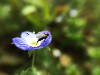 Close-up of insect on purple flower