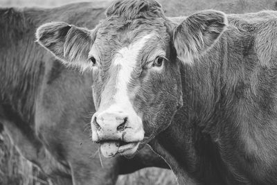 Close up of cow