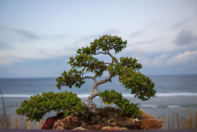 Tree by sea against sky