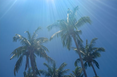 Low angle view of coconut palm tree against sky