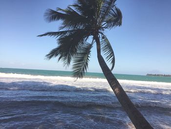 Tree on beach against sky