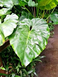 High angle view of fresh green plant