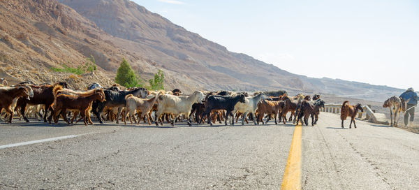 Shepherd with many goats in jordan crossing the road near the dead sea