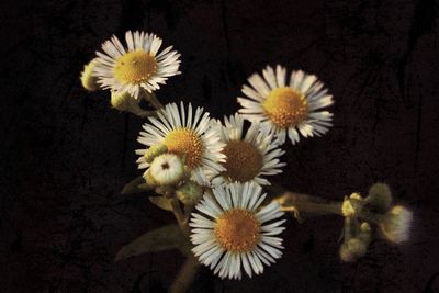 Close-up of flowers