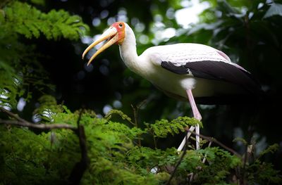 Close-up of bird perching on tree