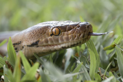 Close-up of a lizard