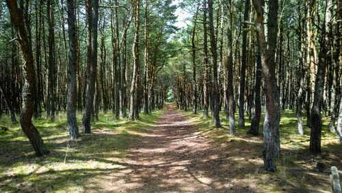 Trees in forest