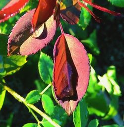 Close-up of leaves