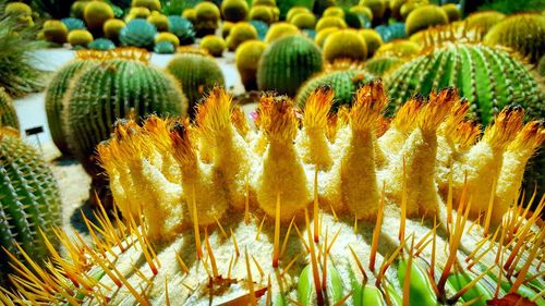 Close-up of cactus plants