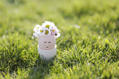 Close-up of white daisy flowers on field