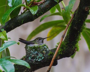 Close-up of bird perching on tree