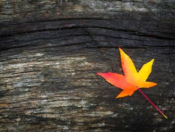 Close-up of orange maple leaf during autumn
