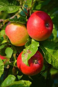 Close-up of cherries on tree