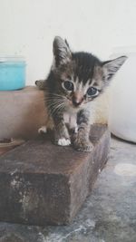 Portrait of cat