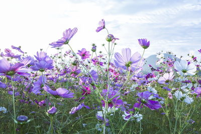 Close-up of purple flowers blooming in field