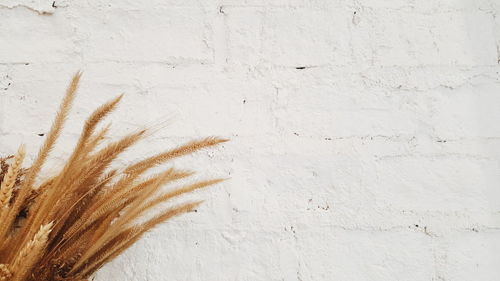 Close-up of white wall