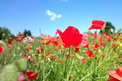 Close-up of red poppy flowers blooming against sky
