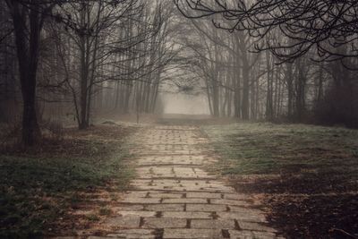 Footpath amidst bare trees in forest