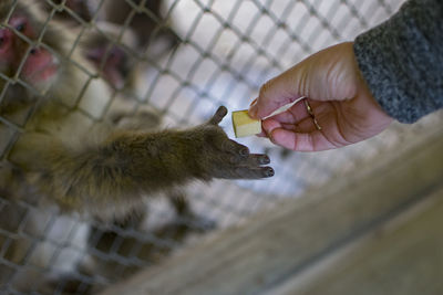 Cropped hand giving food to monkey in cage