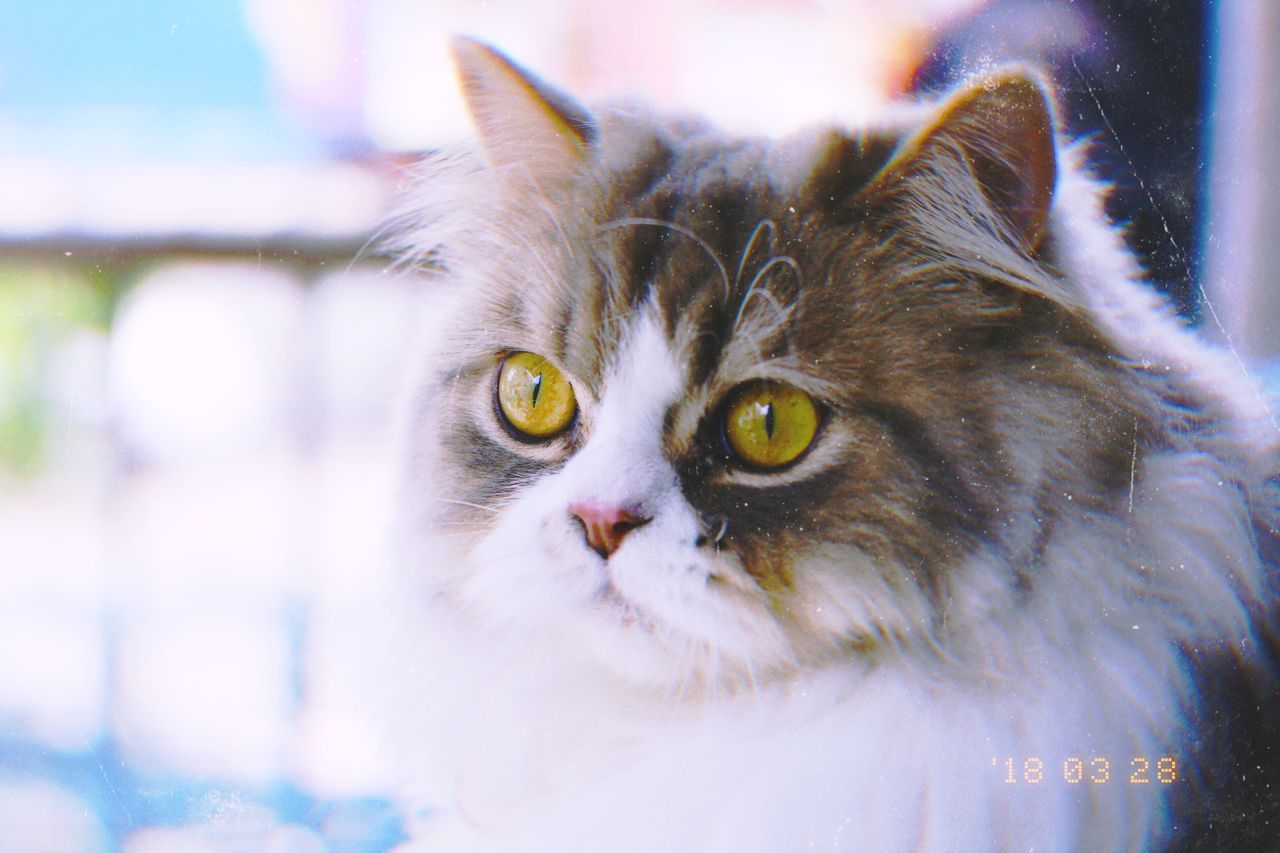 cat, domestic cat, feline, domestic, pets, one animal, portrait, mammal, domestic animals, vertebrate, looking at camera, close-up, focus on foreground, no people, whisker, day, looking, yellow eyes, persian cat, animal eye