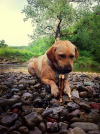 Dog standing on rock