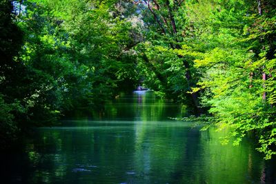 Scenic view of river amidst trees in forest