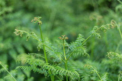 Close-up of plant