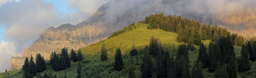Panoramic view of pine trees in forest during winter